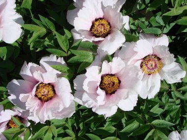 Tree peony, Pink Peony flower, Paeonia suffruticosa in park. Head of a pale pink peony flower. Natural green background