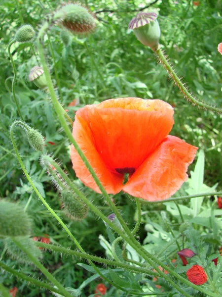 Red Poppy Flowers Wheat Fields Background Common Poppy Papaver Rhoeas — 图库照片