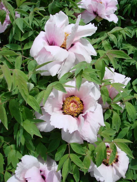 Tree peony, Pink Peony flower, Paeonia suffruticosa in park. Head of a pale pink peony flower. Natural green background