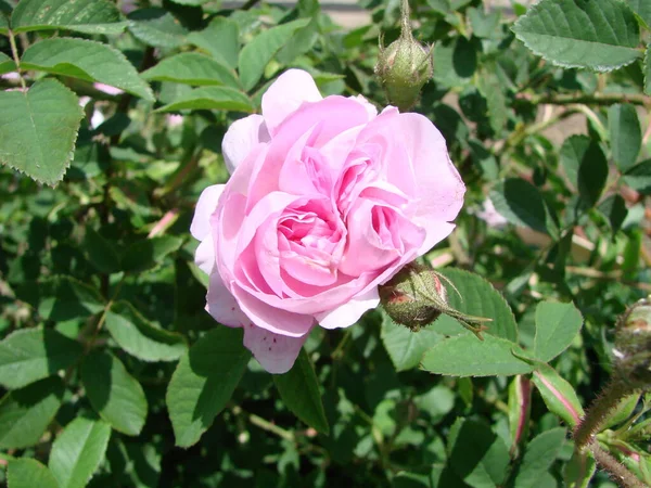 Красные Розы Фон Текстура Красных Цветов Вид Сверху Красные Розы — стоковое фото