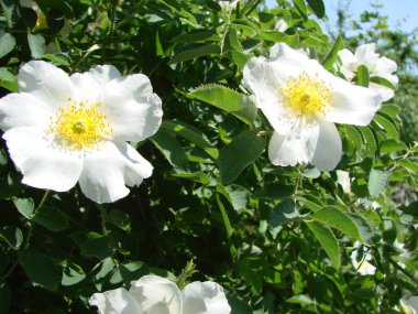 Rosa multiflora, Japanese rose. Rosa multiflora in bloom. Small group of wild multiflora roses