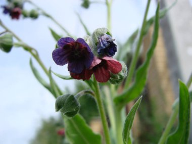 pulmonaria lungwort flowers on a green background, sweet spring flower, lots of honey