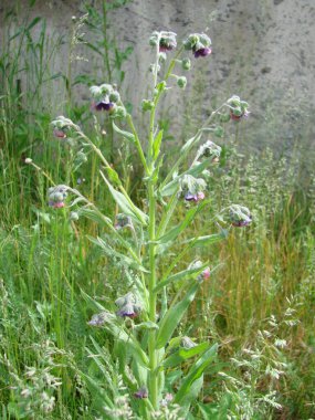 pulmonaria lungwort flowers on a green background, sweet spring flower, lots of honey
