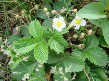 white strawberry flowers, blooming wild strawberries. Summer background with green leaves and white strawberry flowers