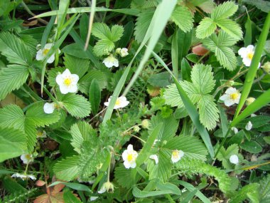 white strawberry flowers, blooming wild strawberries. Summer background with green leaves and white strawberry flowers