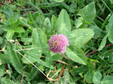 Trifolium pratense. Çiçek açan yonca çalıları.