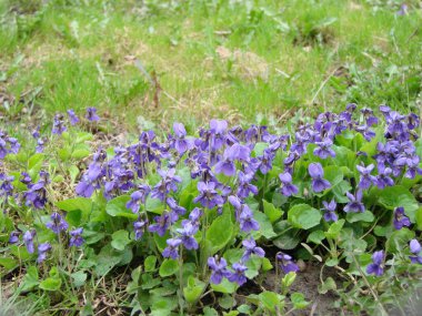 Viola reichenbachiana. Viola plant with multicolor flowers, Common Violet, Viola tricolor, pansy flowers, wittrockiana