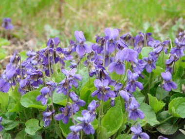 Viola reichenbachiana. Viola plant with multicolor flowers, Common Violet, Viola tricolor, pansy flowers, wittrockiana