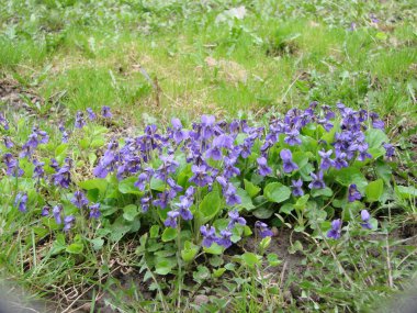 Viola reichenbachiana. Viola plant with multicolor flowers, Common Violet, Viola tricolor, pansy flowers, wittrockiana