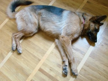 Close-up of a German Shepherd dog with intelligent eyes and tongue hanging out. The dog is man's friend, the dog plays and rests