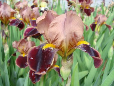 İris Germanica. Çiçekli sakallı irise yakın plan. Etkileyici çiçekli bir bitki, bahçe süslemesi. İris çiçeği