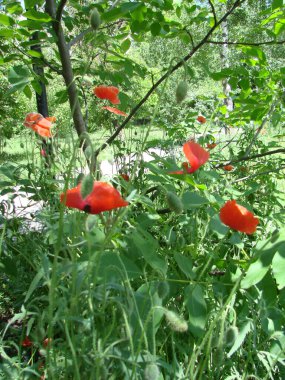 Red Poppy Flowers and Wheat Fields on the Background. Common Poppy Papaver rhoeas