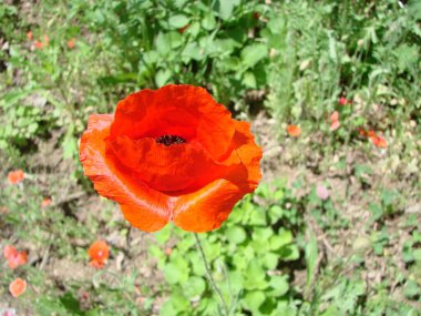 Red Poppy Flowers and Wheat Fields on the Background. Common Poppy Papaver rhoeas