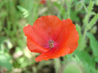 Red Poppy Flowers and Wheat Fields on the Background. Common Poppy Papaver rhoeas
