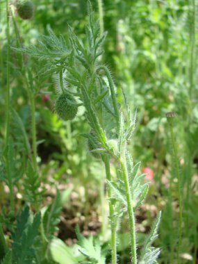 Red Poppy Flowers and Wheat Fields on the Background. Common Poppy Papaver rhoeas