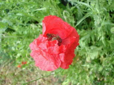 Red Poppy Flowers and Wheat Fields on the Background. Common Poppy Papaver rhoeas