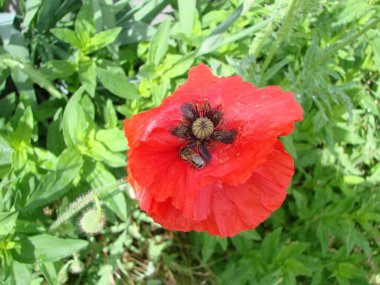 Red Poppy Flowers and Wheat Fields on the Background. Common Poppy Papaver rhoeas