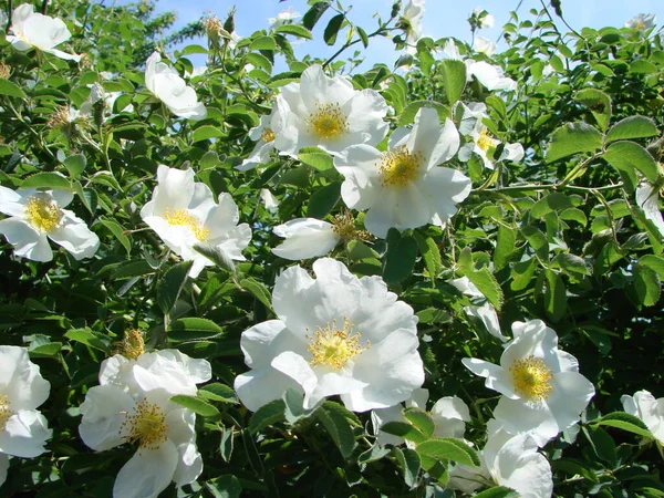 Rosa Multiflora Japanese Rose Rosa Multiflora Bloom Small Group Wild — Zdjęcie stockowe