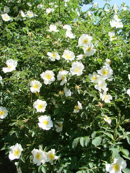 Rosa multiflora, Japanese rose. Rosa multiflora in bloom. Small group of wild multiflora roses