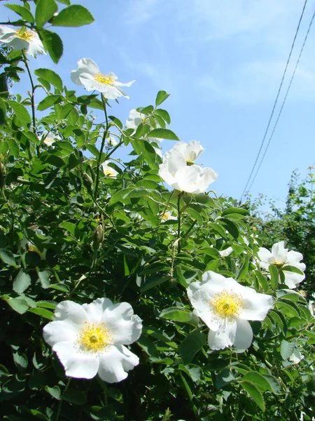 Ρόζα Πολυχλωρίδα Ιαπωνικό Τριαντάφυλλο Ανθισμένη Ρόζα Μικρή Ομάδα Αγριολούλουδων Τριαντάφυλλα — Φωτογραφία Αρχείου