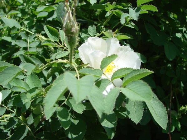 Rosa Multiflora Japanese Rose Rosa Multiflora Bloom Small Group Wild — Zdjęcie stockowe