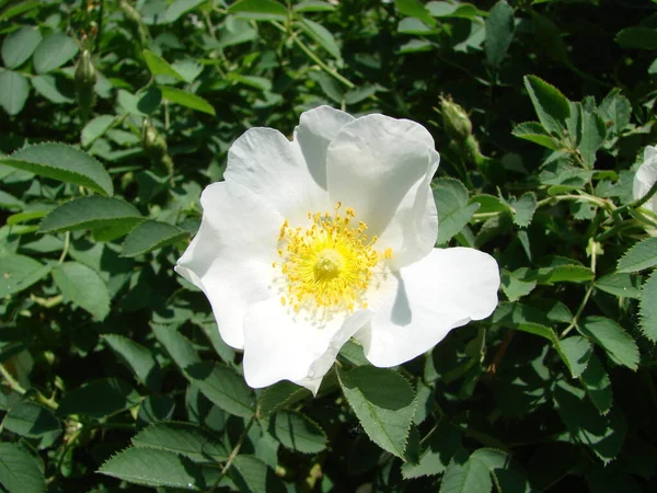 Ρόζα Πολυχλωρίδα Ιαπωνικό Τριαντάφυλλο Ανθισμένη Ρόζα Μικρή Ομάδα Αγριολούλουδων Τριαντάφυλλα — Φωτογραφία Αρχείου