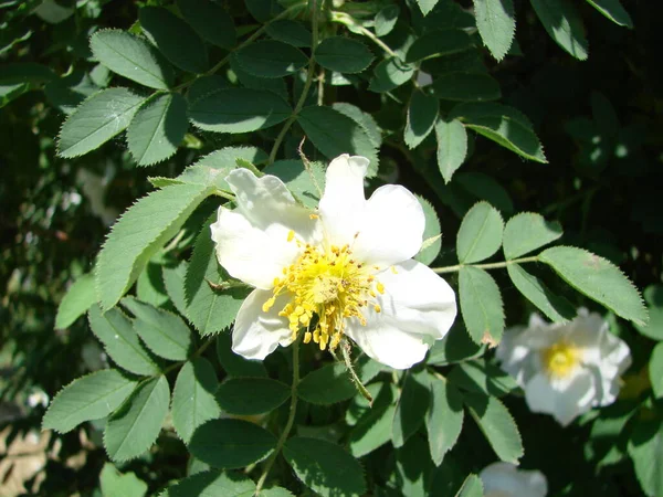 Rosa multiflora, Japanese rose. Rosa multiflora in bloom. Small group of wild multiflora roses