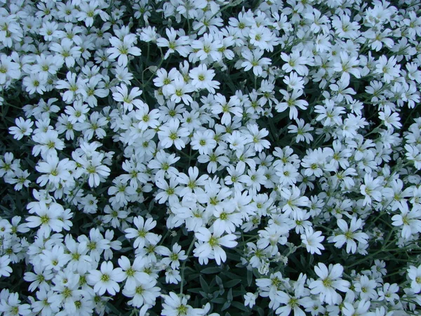 Snow Summer Cerastium Tomentosum Bloom White Flowers Background Pretty Small — Stock Photo, Image
