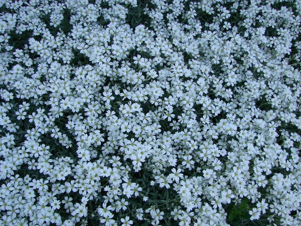 Snö Sommar Cerastium Leptopus Blom Vita Blommor Bakgrund Ganska Små — Stockfoto