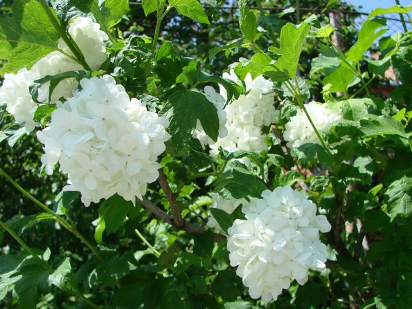 Zierstrauch Viburnum Mit Weißen Blüten Schneeballbaum Garten — Stockfoto