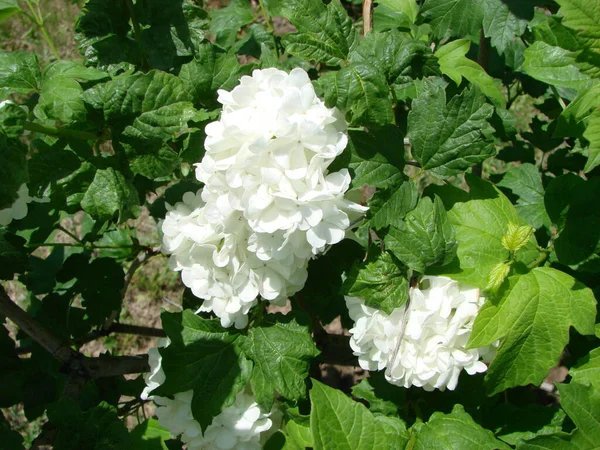 Cespuglio Decorativo Viburnum Con Fiori Bianchi Albero Palla Neve Giardino — Foto Stock