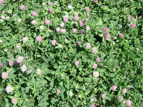 Trifolium Pratense Biljetter Blommande Klöver — Stockfoto