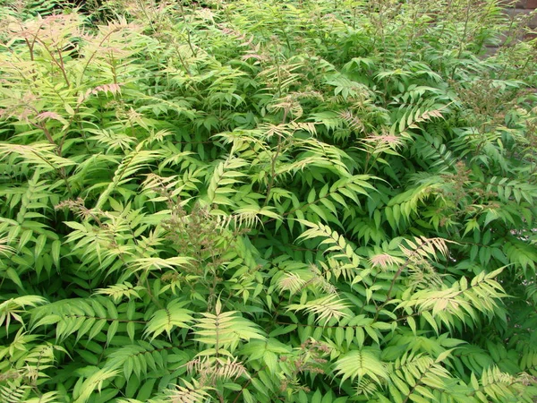 Green Natural Background Carved Leaves Beautiful Summer Texture Backdrop Leaves — Fotografia de Stock