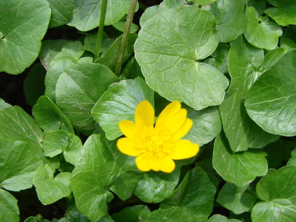 Ficaria Verna Mindre Sellandin Eller Pilört Vårblomma Närbild Ljus Saftig — Stockfoto