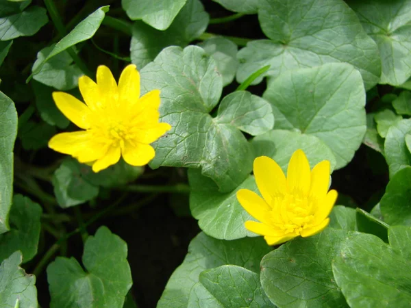Ficaria Verna Lesser Celandine Pilewort Spring Flower Close Bright Juicy — Stock Photo, Image
