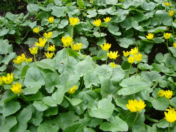 Ficaria Verna Celandine Menor Pilewort Flor Primavera Close Vegetação Suculenta — Fotografia de Stock