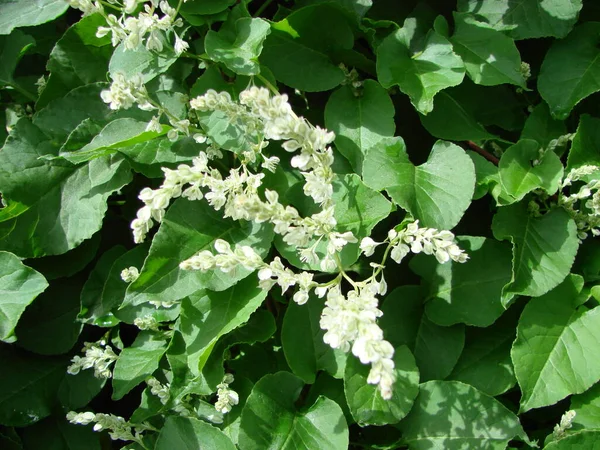 Blossoming white flowers decorative shrub. Small flowers cover all the branches of the plant. The Latin Spiraea thunbergii