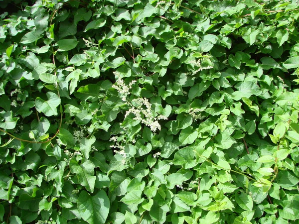 Blossoming white flowers decorative shrub. Small flowers cover all the branches of the plant. The Latin Spiraea thunbergii