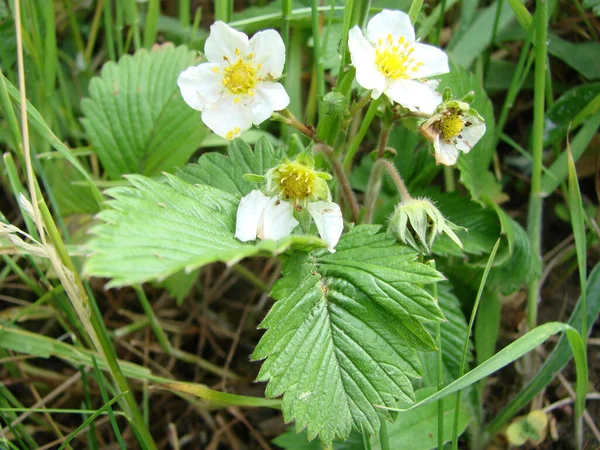 white strawberry flowers, blooming wild strawberries. Summer background with green leaves and white strawberry flowers