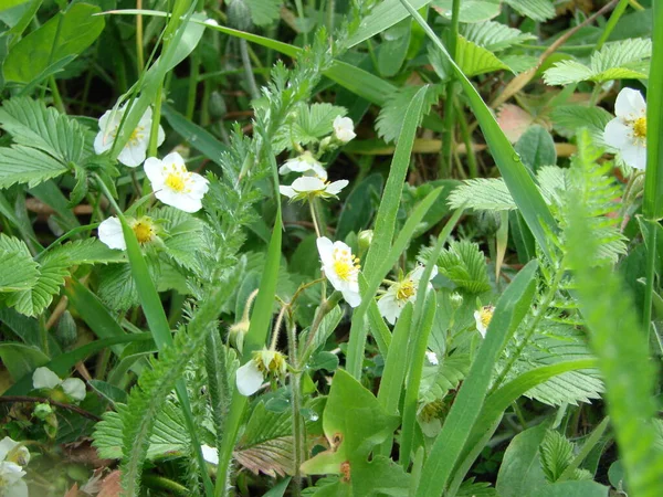 white strawberry flowers, blooming wild strawberries. Summer background with green leaves and white strawberry flowers