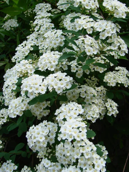 Blossoming white flowers decorative shrub. Small flowers cover all the branches of the plant. The Latin Spiraea thunbergii