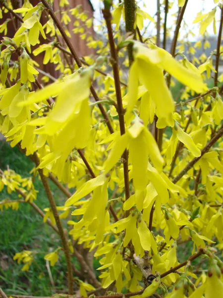 Tiro Macro Das Flores Amarelas Arbusto Forsythia — Fotografia de Stock