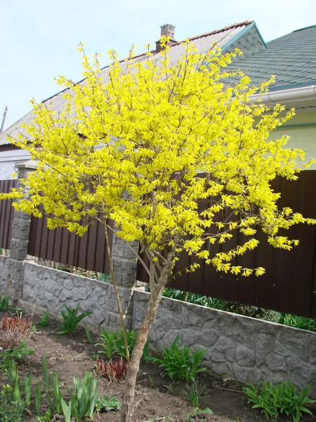 Macro Shot Yellow Blooms Forsythia Bush — Stock Photo, Image