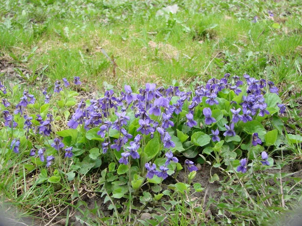 Виола Фабьяна Виола Растение Разноцветными Цветами Общий Фиолетовый Виола Триколор — стоковое фото