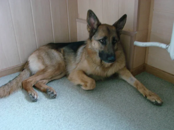 Close German Shepherd Dog Intelligent Eyes Tongue Hanging Out Dog — Photo