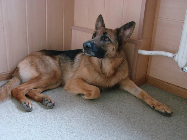 Close German Shepherd Dog Intelligent Eyes Tongue Hanging Out Dog — Photo