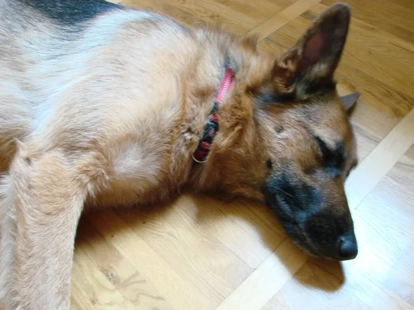 Close German Shepherd Dog Intelligent Eyes Tongue Hanging Out Dog — Foto Stock