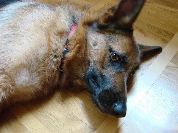 Close German Shepherd Dog Intelligent Eyes Tongue Hanging Out Dog — Foto Stock