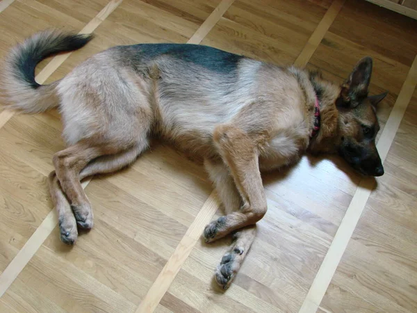 Close German Shepherd Dog Intelligent Eyes Tongue Hanging Out Dog — Fotografia de Stock