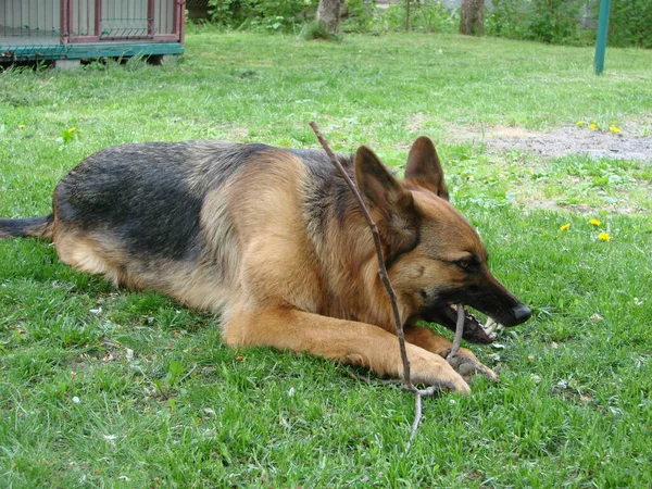 Close German Shepherd Dog Intelligent Eyes Tongue Hanging Out Dog — Stok fotoğraf